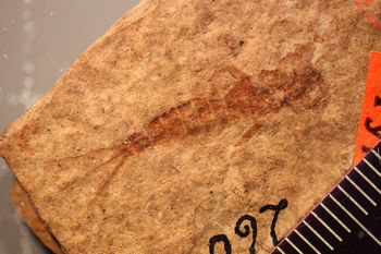 Media type: image;   Entomology PALE-260